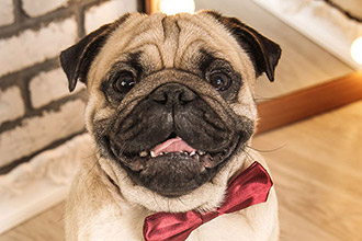 Finding Pet Friendly Housing