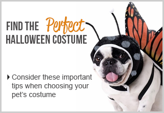 Finding The Perfect Halloween Costume For Your Pet
