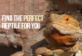 Finding the Perfect Reptile for You