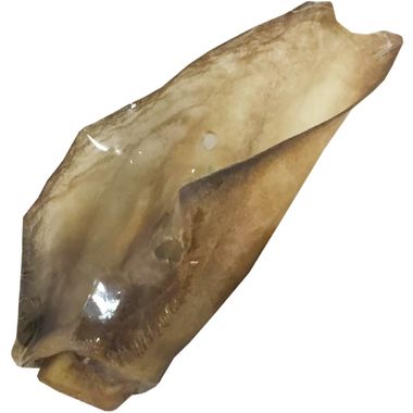 FIRST-COMPANION-BEEF-EAR-SINGLE