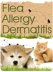 Flea Allergy Dermatitis