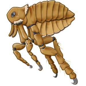 Flea Invasion! - The 4 Billion Dollar War On Fleas