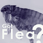 Flea & Tick Control Medicine for Dogs and Cats