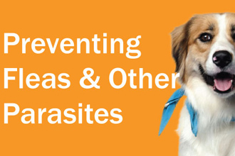 Flea, Tick & Heartworm Prevention