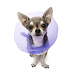Flea & Tick Sale