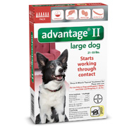 Flea & Tick Meds for Dogs and Cats