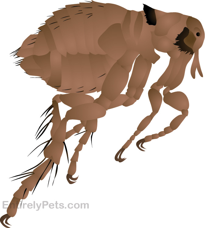 Fleas- know the bug
