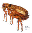 Fleas: Understanding the Enemy