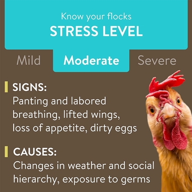 FLOCKLEADER-RECOVER-PLUS-POULTRY-SUPPLEMENT-8OZ