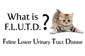 FLUTD: Feline Lower Urinary Tract Disease