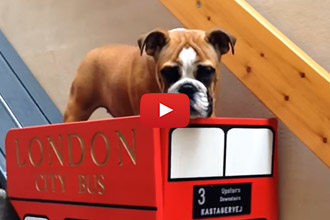 For All The Old And Lazy Dogs Out There - Suggest This To Your Human!