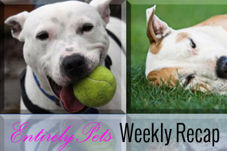 Freedom, Protection, Chaos, & More: See Why This Was a Big Week for Animals Throughout the Nation with The EntirelyPets Weekly Recap (July 5-11, 2014) 