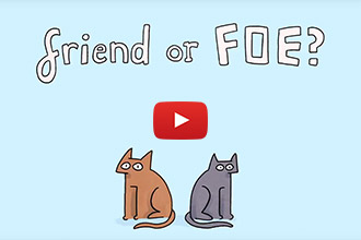 Friend or Foe: Do Your Cats Actually Get Along?