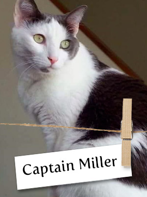From Homeless To Loved, Captain Miller Is One Sweet Cat!