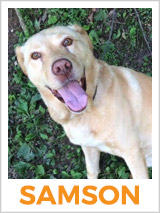 From Homeless, To Part Of The Family: Meet Samson!