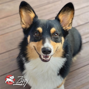 FOUR-STAR-DOG-DRY-PORK-APPLESAUCE-5LB