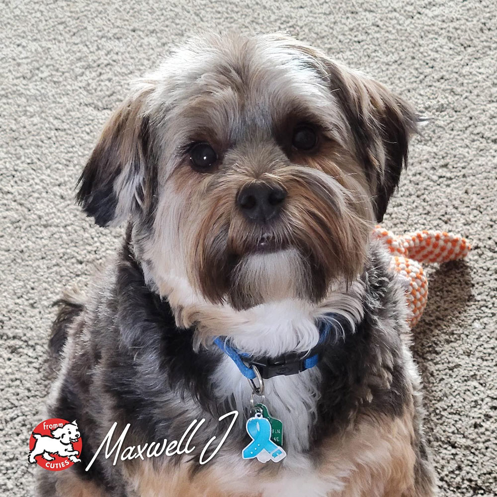 FOUR-STAR-DOG-DRY-SURF-TURF-12LB