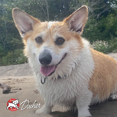 FOUR-STAR-DOG-DRY-WHITEFISH-POTATO-15LB