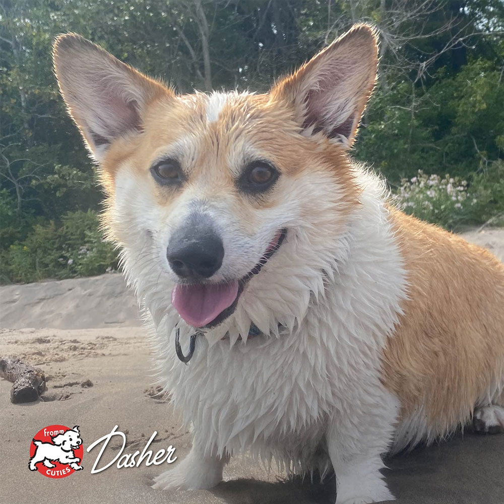 FOUR-STAR-DOG-DRY-WHITEFISH-POTATO-15LB