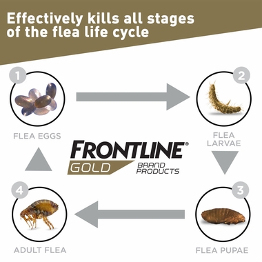 FRONTLINE-GOLD-CATS-12-MONTH