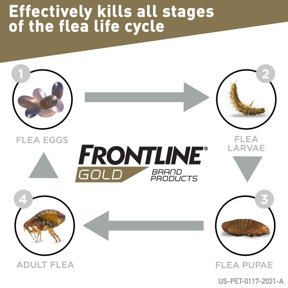 FRONTLINE-GOLD-DOGS-BLUE-3-MONTH