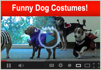 Funny Dog Costumes for Halloween!