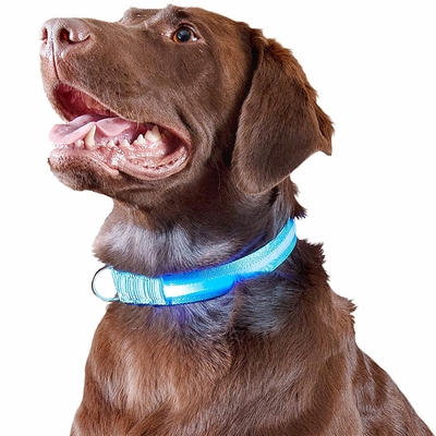 LED-SAFETY-PET-COLLAR-BLUE-XLG