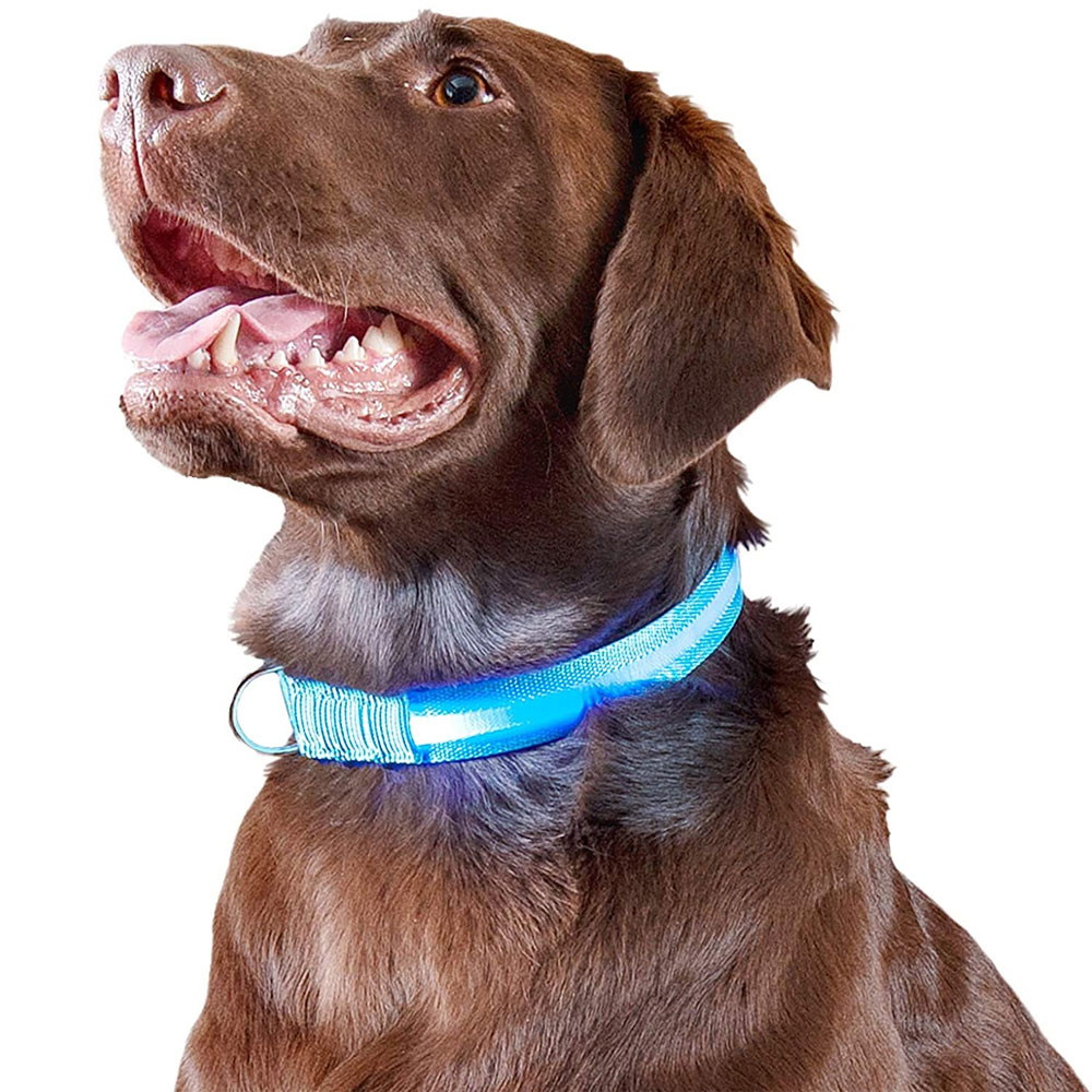 LED-SAFETY-PET-COLLAR-BLUE-MD