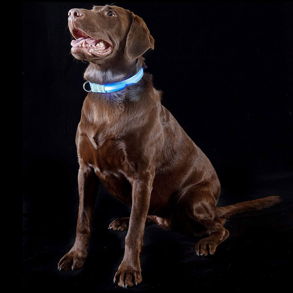 LED-SAFETY-PET-COLLAR-BLUE-MD