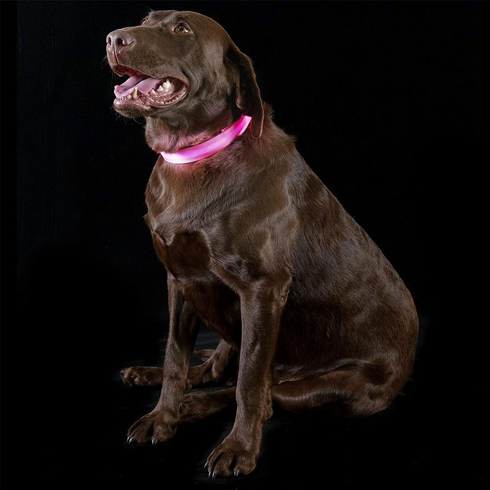 LED-SAFETY-PET-COLLAR-PINK-SM