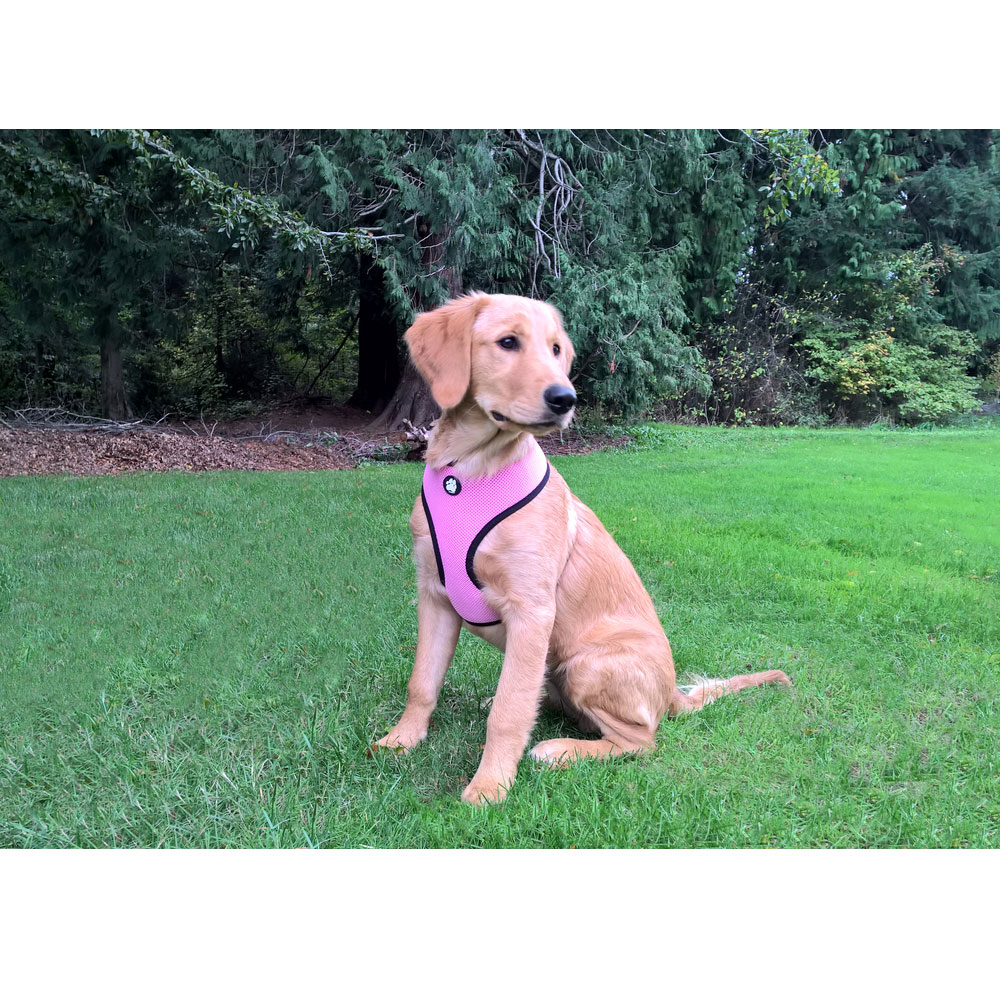 MESH-PET-HARNESS-PINK-MD