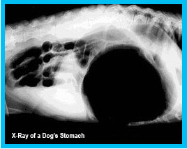 Gastric Dilatation-Volvulus (Canine Bloat)