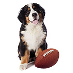 Gear Up for The Big Game