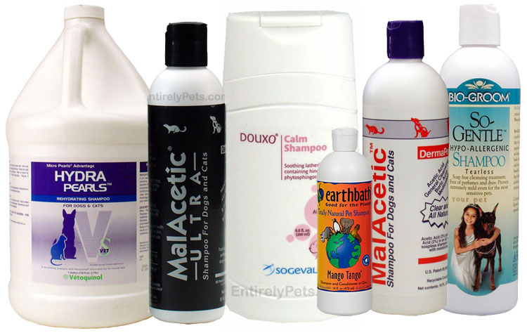 General Grooming and Cleansing for Cats 