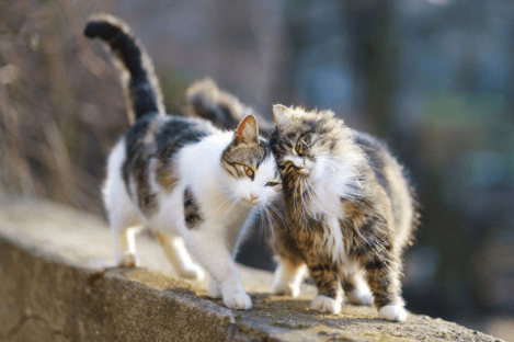 Getting Territorial: How to Stop Your Cat from Spraying