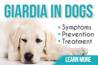 Giardia in Dogs
