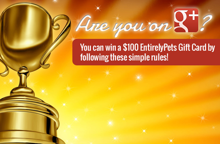 Google Plus Contest for EntirelyPets
