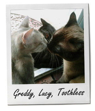 Greddy, Lucy, Toothless 12/15/14