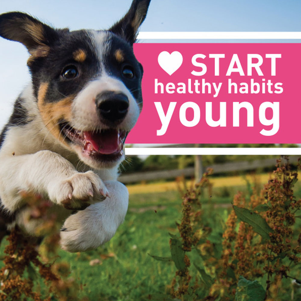 GREENIES-PUPPY-TEENIE-12OZ-43-BONES