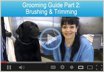 Grooming Guide: Brushing, Trimming & Positioning