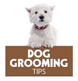 Grooming Your Dog