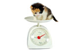 Guide to Healthy Pet Weight