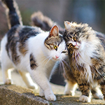 Hairballs And Your Cat