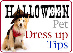 Halloween Pet Dress up TIps