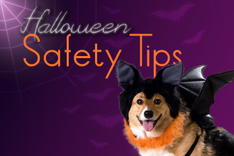Halloween Pet Safety