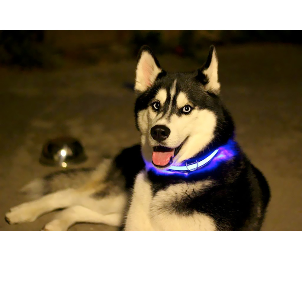 HALO-MINI-LED-SAFETY-DOG-COLLAR-GREEN-SMALL