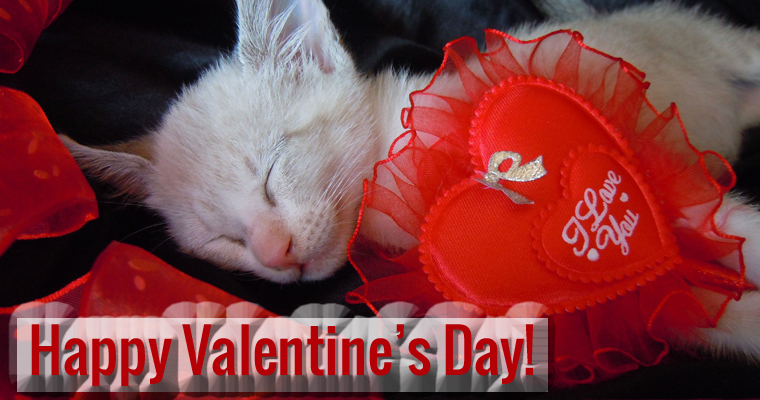 Pet Valentine's Day Store: Dog & Cat Toys, Treats, Supplies