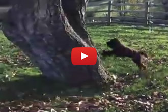 Has Anyone Ever Seen A Real Cat-Dog? We Think We Found Him!