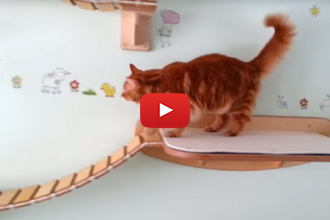 Has Anyone Seen A Cat Friendly House Like This One?