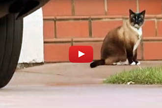 Has Anyone Seen This "Wanted" Burglar? He Has Four Paws And Whiskers!